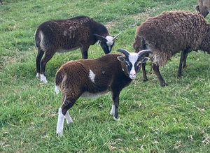 Young Soay Ram