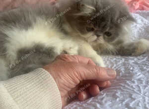 Ready Now*GCCF Reg. Persian Kitten