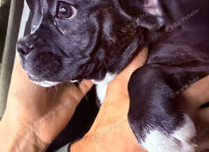 ️ &pound;300!!! Reduced CHUNKY BOXER &times; FRENCHIE BABIES ️ Boxer x french bulldog - only 3 left out litter of 6. Girls only
