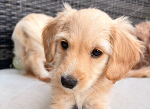 Beautiful cockapoo brother and sister available