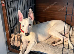 8 months old whippet boy for sale