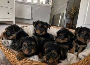 Yorkshire terrier puppies