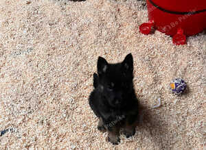 Black & Tan German Shepherd Puppies