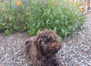 Lagotto Romagnolo Puppy