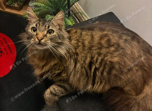 Billy the tabby ragdoll