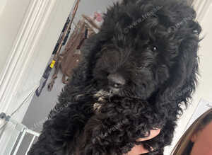 F1 Male Cockapoo