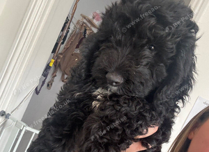 F1 Male Cockapoo