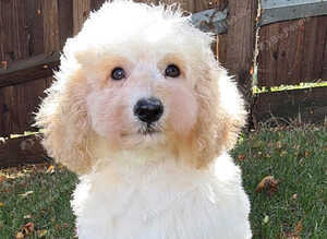 Handsome labradoodle fully dNA health tested