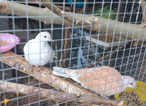 Pair collared doves