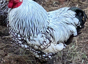 Bantam Silver Laced Wyandotte cockerel