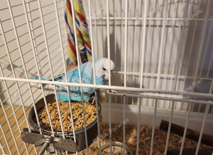2025 cock budgie