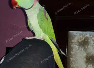 Very tame and taking alexandrine