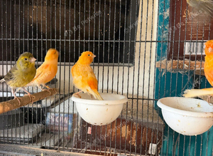Canary&rsquo;s