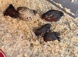 Button quails male and females