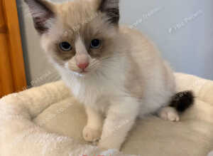 RAGDOLL X SNOWSHOE