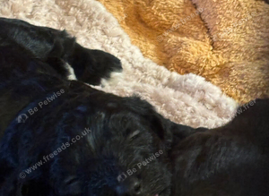 Jackapoo/cockerpoo