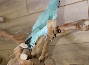 Baby Blue Ring Neck Talking Parrots,11