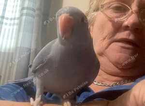 Beautiful Hand reared Baby Boy
