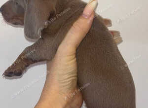 Pedigree miniature Dachshunds smooth