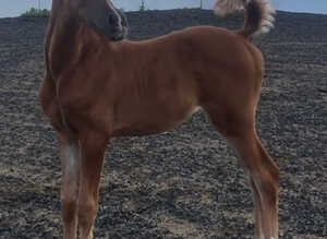 Arabian colt foal available at weaning
