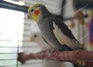 Grey normal cockatiel