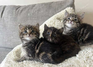 Kittens for Sale