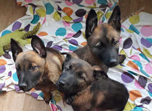 Malinois Belgum shepherd pups