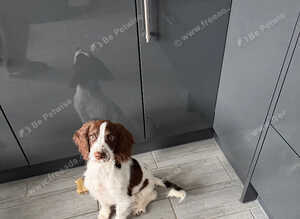 Springer spaniel bitch