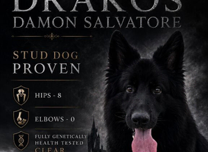 Solid black GSD stud dog