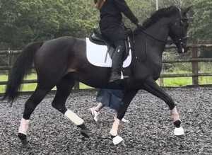 Successful competition horse