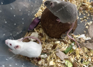 Fancy mice baby males & females