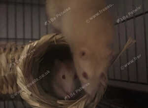 Two Friendly Male Rats &ndash; 10 Months Old &ndash; Full setup included