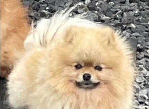 Stunning Pomeranian puppies
