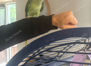 Tame alexanderine budgies parrolets love birds