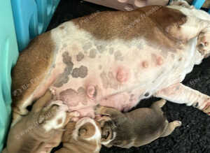 KC registered British bulldog