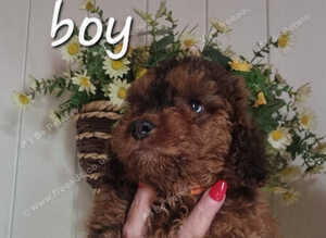 Last cockerpoo ready to leave