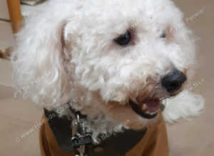 Alfie Super Stud