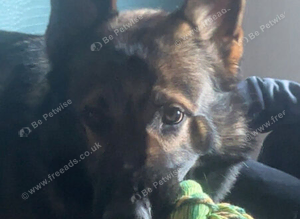 czech shepherd for stud