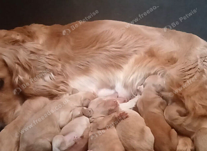 PRA clear miniature show type cockapoo puppies