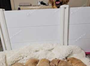 8 Beautiful Golden Retriever Puppies Looking for Their Forever Families