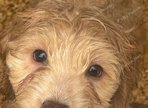 Stunning cockapoo pups