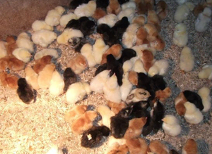 Incubation Service For Chicks, Bantams & Quail Eggs In Gloucester