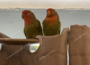 2 lovebirds / 1 years old