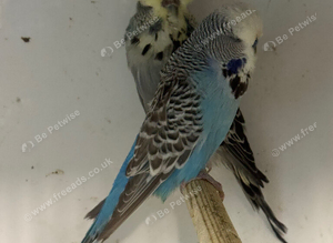 Breeding pair exhibition budgies
