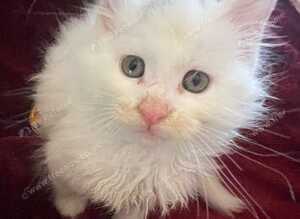 3 pure white maine coons