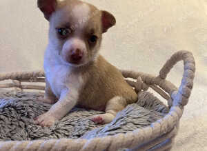 Girl & boy chihuahua puppies for sale