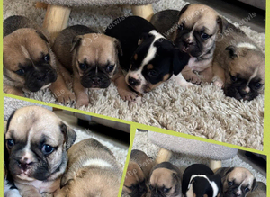 British bull dog cross pug puppies