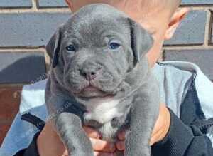 Blue staffy pups