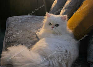 Headline: Gorgeous 1-Year-Old Doll-Faced Persian - Independent & Loving Boy.