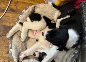 Collie puppies